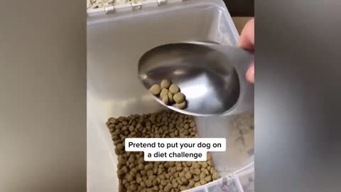Pretend To Put Your Pet On Diet Challenge Funny Moment