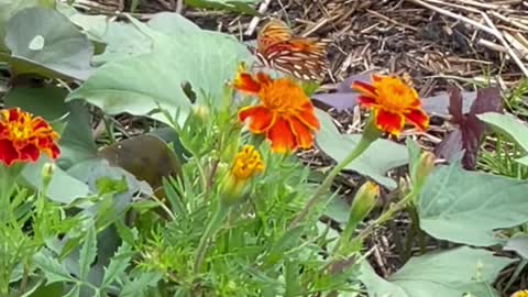 Butterfly at work #shorts #butterfly #garden #gardening #marigold #marigoldflower #marigoldgarden