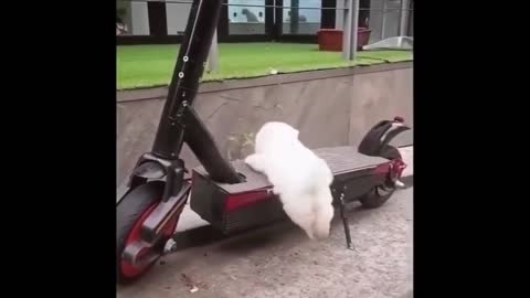 puppy wants to ride an electric scooter
