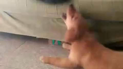 Cat punching Dog