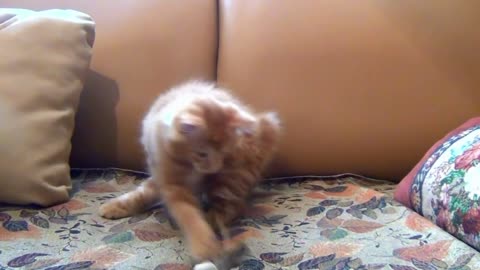 Little Kitten Playing His Toy Mouse #cat #mouse
