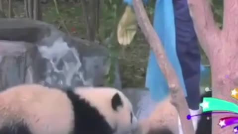 Funny Animal Panda so cute