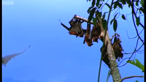 Mating Fruit Bats | Wild Indonesia | BBC Earth