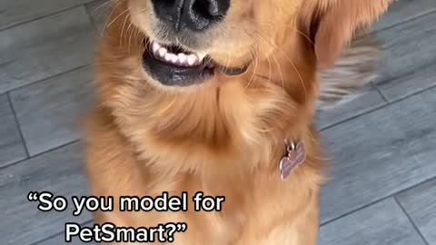 "So you model forPetSmart?”