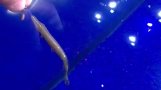 Pet Alligator Gar eats Fish From Hand