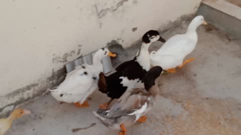 The fastest ducks!