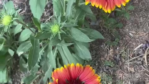 two big red flowers