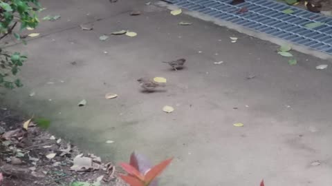 Sparrows picnic after a typhoon