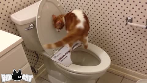 (Step by Step) Cat Toilet Training