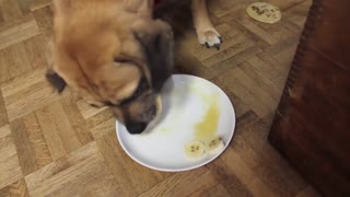 Dogs eat 6 pancakes in 30 seconds