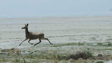 Small deer runs through marshy land
