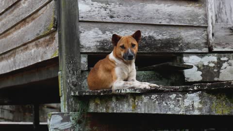 neighborhood guard dog