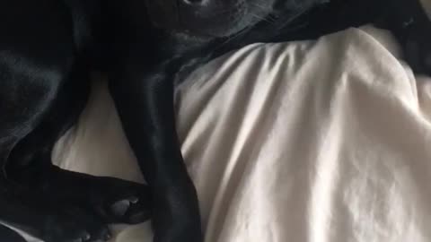 Black dog balancing food on nose and eating it