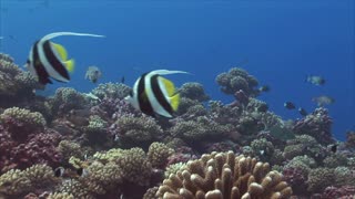 Tropical Fish Moves Between Coral Reef Under water