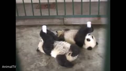 Clumsy Baby Panda Cubs - CUTEST Compilation