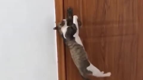 Funniest Cat Burglar Short Video You Have To See