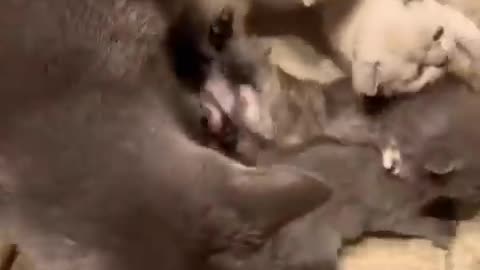 mother cat protects kittens