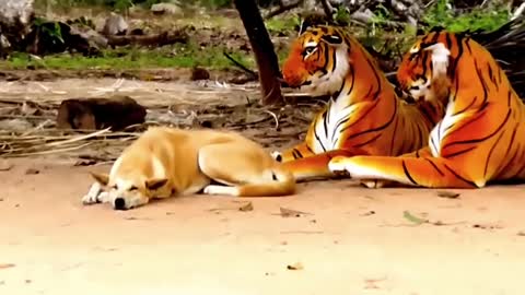 Dog prank video with fake tiger comedy video