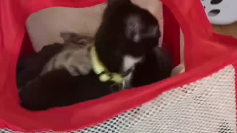 Kitties having a blast in the laundry basket