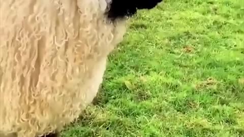 Snack time for this little sheep in Ireland | Cool Pets