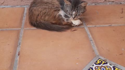 Gato En Siesta Floridiana Tardia