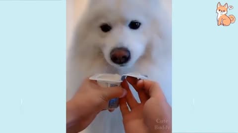 Dog Wants Ice-Cream Funny Video Short Video