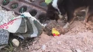 Pup Hides Plastic Toy