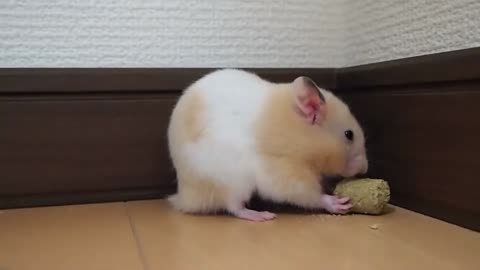 cute hamster grubbing