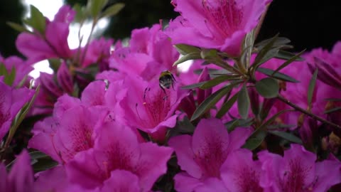 The Amazing World Of Bees - footage bees