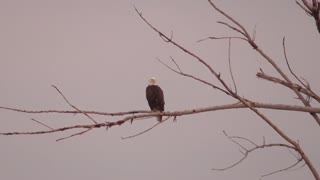 256 Toussaint Wildlife - Oak Harbor Ohio - Eagle Decides It Likes The Spot Light