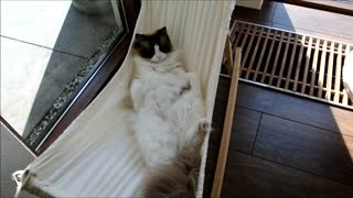Timo the Cat learns how to relax on his hammock