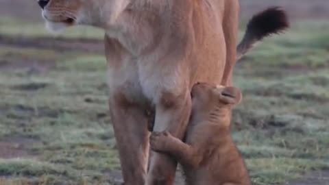 Lion cubs wanting milk