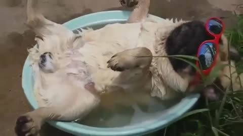 The pug fell asleep in the basin and began to cough