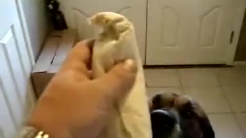 Dog eats burrito in less than a second