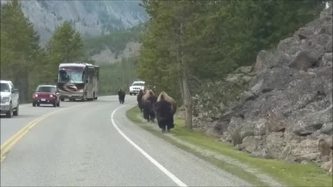 Check Out The Yellowstone Bison Herd Running Towards The Vehicle