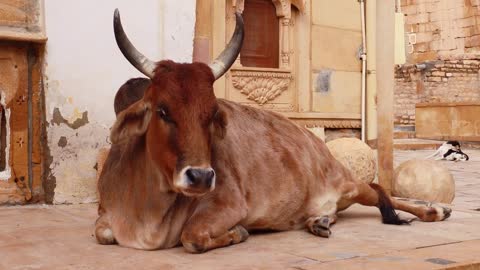 Cow on street in India Constitution of India mandates the protection of cows in Rajasthan, India