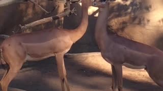 Two brown deer in zoo kissing