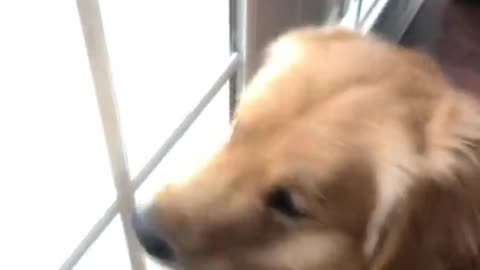 Golden Retriever Barking At Squirrel 🐶