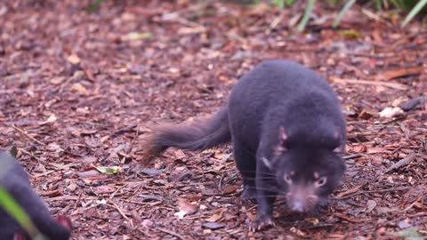 Tasmanian Devils Celebrate a Birthday