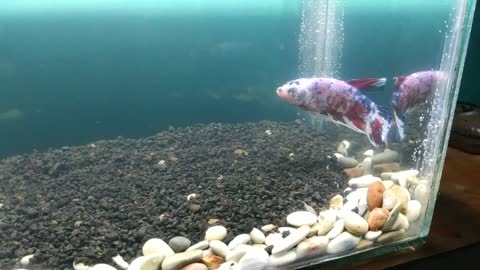 Wow this betta fish is so hungry.. mini predator