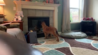 There's a puppy in the fireplace