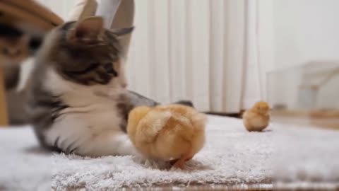 Kitten Playing with Chicks Funny Video