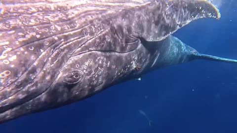 wow diving with whales 🐋