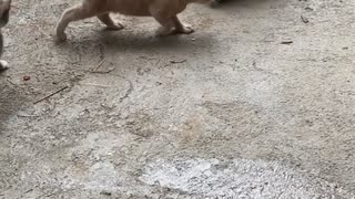Rescued Raccoon Meets Cute Kittens