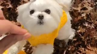 Music two white dogs in yellow jackets barking and jumping for treat