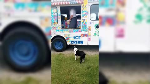 Dog Buys Ice Cream From Truck