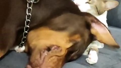 Cat Grooms Doberman Pinscher