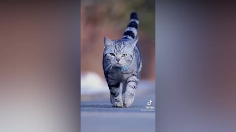 Funny and Beautiful Cats #1