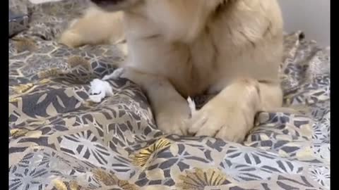 # Dog Act # Caught in the act # actreaction #dog