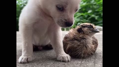 CUTEST Puppies Falling Asleep